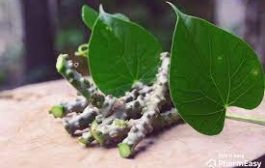 गिलोय उपयोग के लिए सुरक्षित है : आयुष मंत्रालय, पर गिलोय की तरह दिखने वाले पौधे टिनोस्परा क्रिस्पा का न करें इस्तेमाल