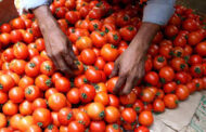 केंद्र सरकार के हस्तक्षेप के बाद टमाटर की थोक कीमत घटी, आज से 80 रुपये किलो टमाटर, दिल्ली, नाफेड और एनसीसीएफ के माध्यम से नोएडा, लखनऊ, कानपुर, वाराणसी, पटना, मुजफ्फरपुर, आरा समेत कई शहरों में आज से बिक्री शुरू